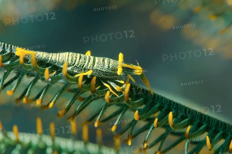 Amboinensis Crinoid Shrimp (Periclimenes amboinensis)