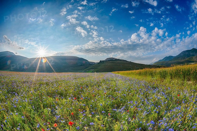 Blooming meadow