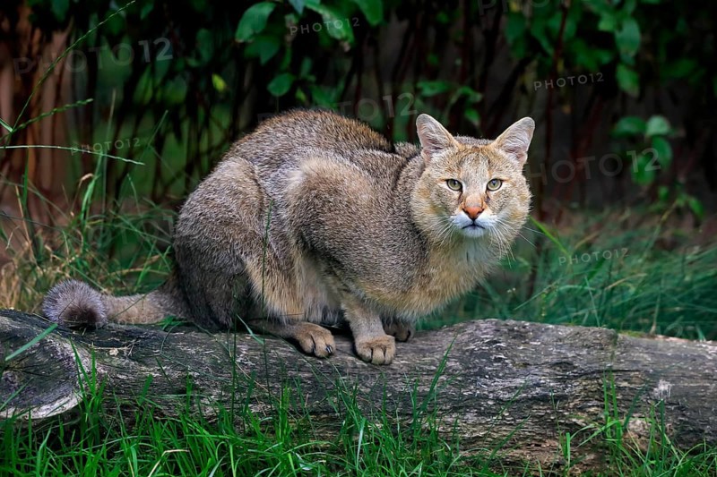 Jungle Cat (Felis chaus)