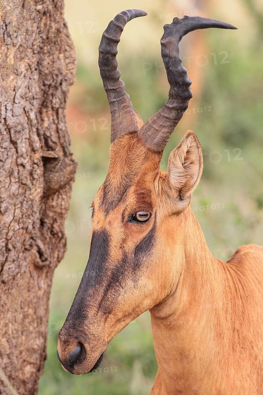 Lelwel Hartebeest (Alcelaphus buselaphus lelwel)