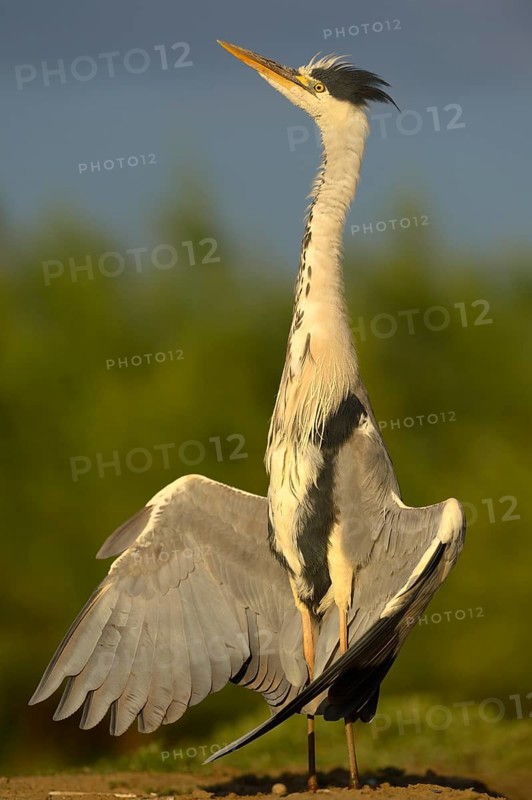 Grey Heron (Ardea cinerea)