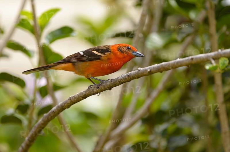 Flame-colored Tanager (Piranga bidentata) perched on a branch
