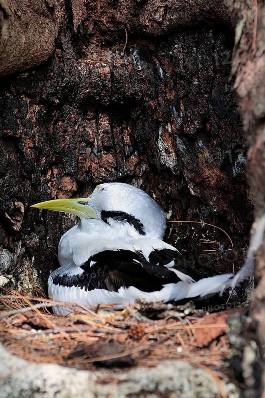 White-tailed Tropicbird (Phaethon lepturus) in the nest