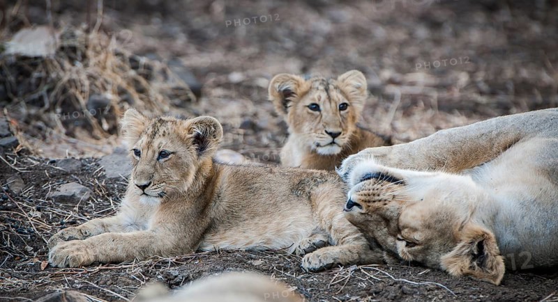 Asiatic lion (Panthera leo persica)