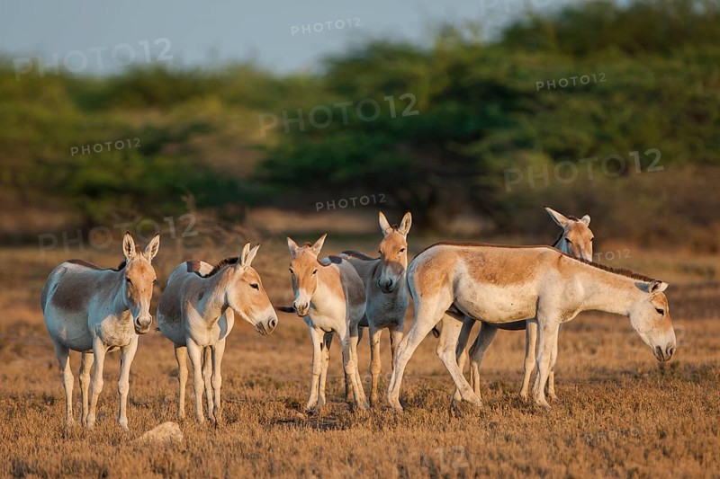 Onagers or Asiatic wild asses (Equus hemionus)