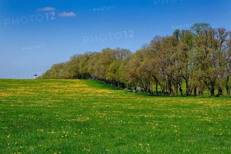 Dandelion meadow in spring in front of Kurfurstenallee