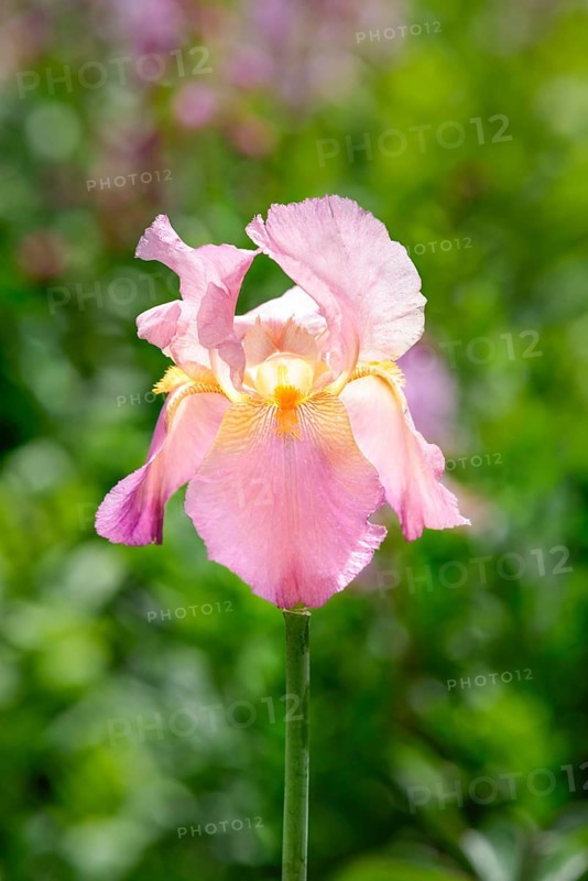 Dalmatian iris (Iris pallida)