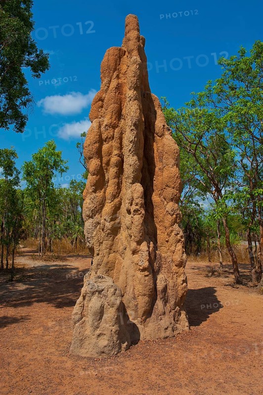 Termite mound in the Litchfield National Park