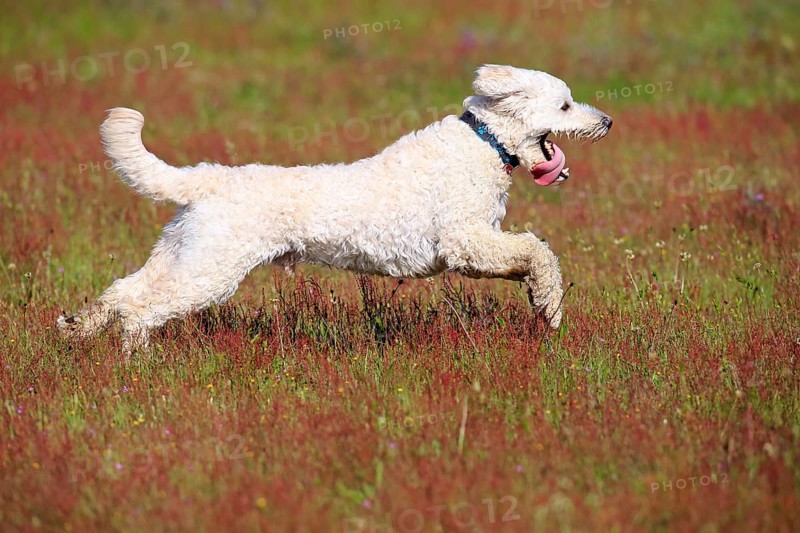 Labradoodle