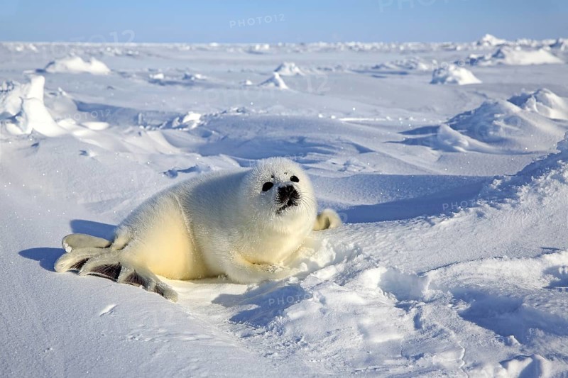 Harp Seal or Saddleback Seal (Pagophilus groenlandicus