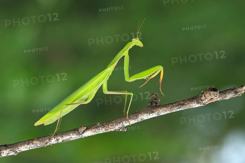 Praying Mantis (Mantis religiosa)