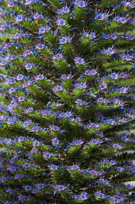 Gran Canary borage (Echium callithyrsum)