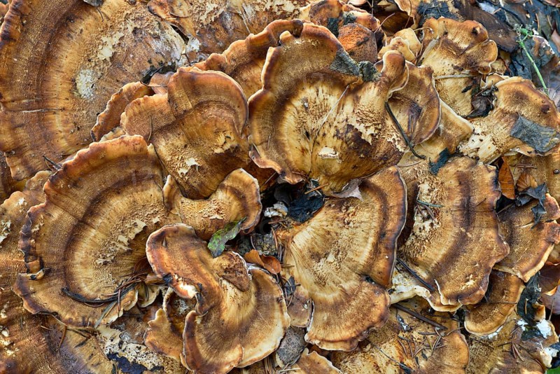 Benzoin Bracket (Ischnoderma benzoinum)