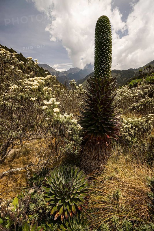 Giant Lobelia (Lobelia deckenii)