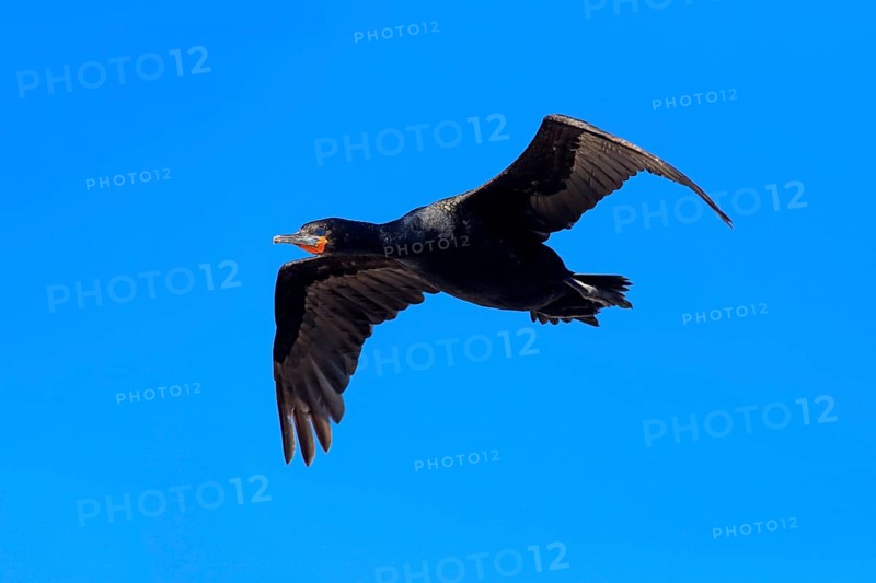 Cape Cormorant (Phalacrocorax capensis)