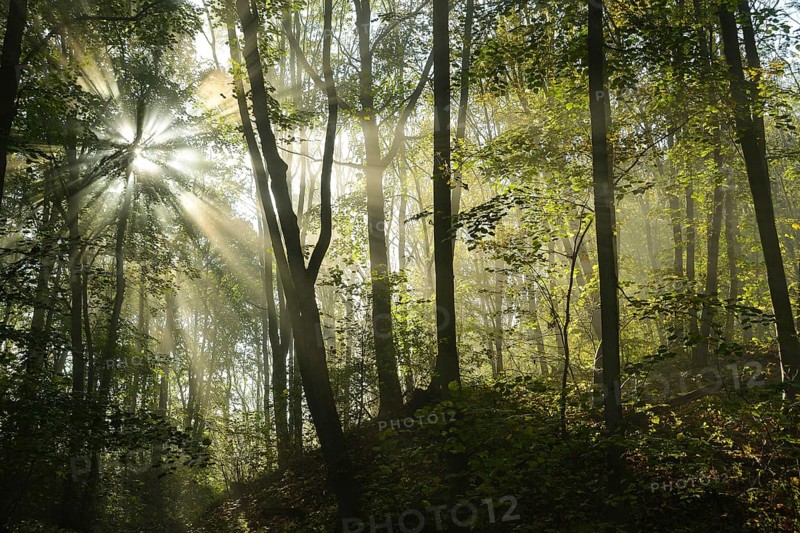 Sun-flooded deciduous forest with Lime trees (Tilia) and Sycamore Maples (Acer pseudoplatanus)