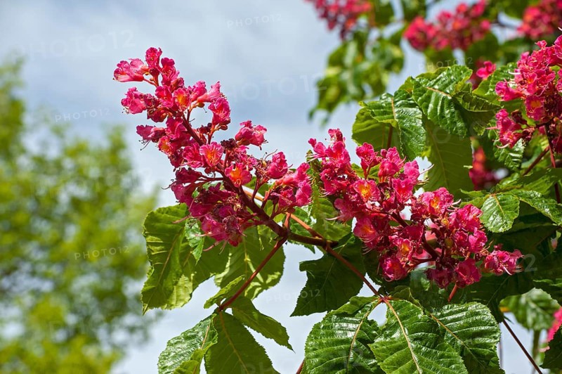 Red horse-chestnut (Aesculus x carnea