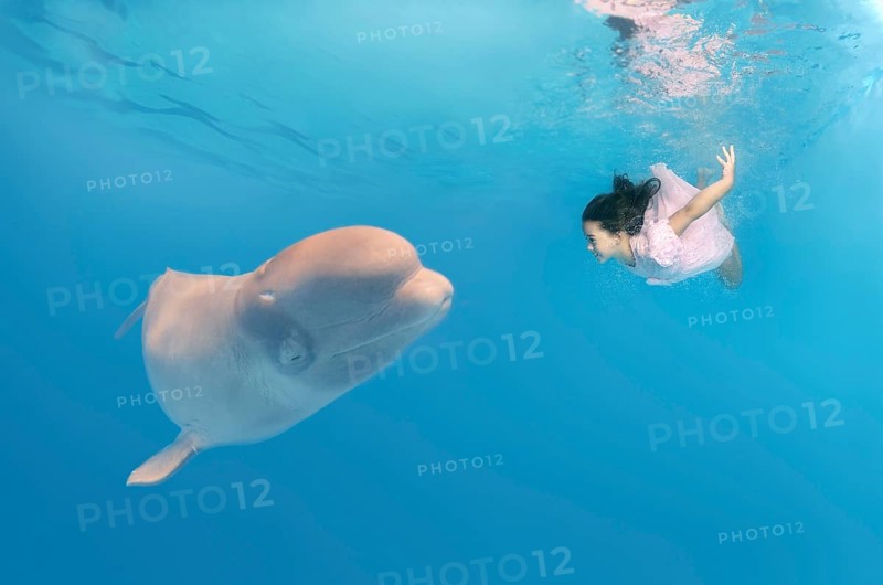 Little girl wearing a pink dress diving near a Beluga Whale (Delphinapterus leucas)