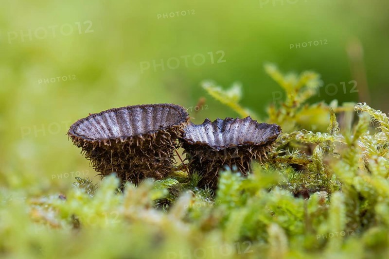 Fluted bird's nest (Cyathus striatus) in moss