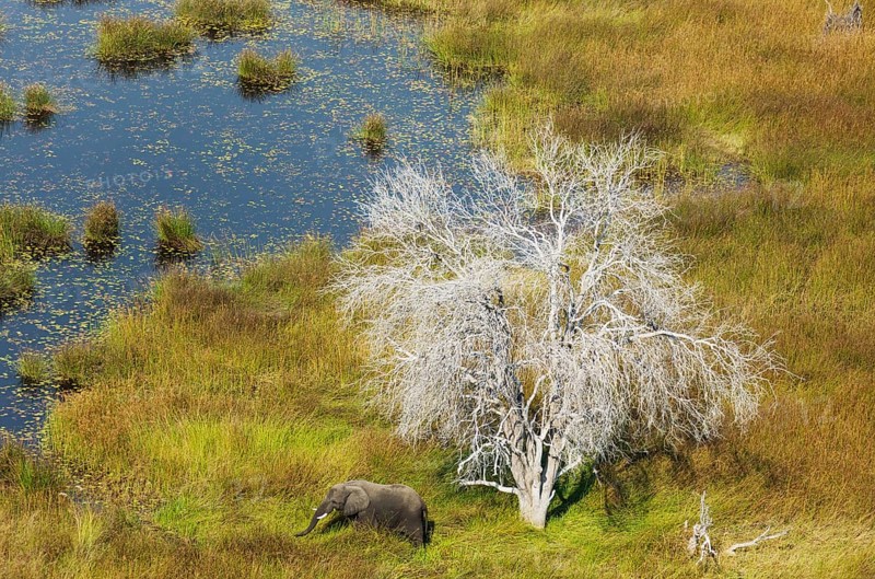 African Elephants (Loxodonta africana)