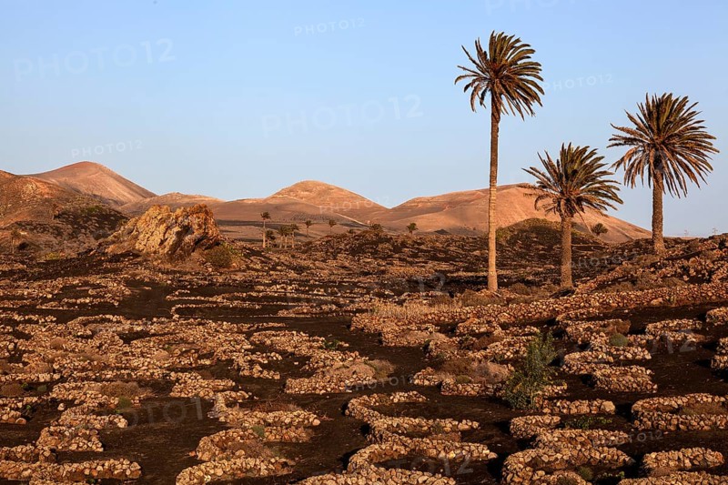 Typical vineyards in dry cultivation in volcanic ash