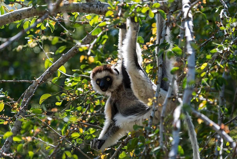 Verreaux's Sifaka (Propithecus verreauxi)