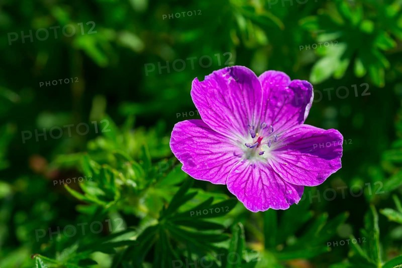 Bloody Crane's-bill or Bloody Geranium (Geranium sanguineum)
