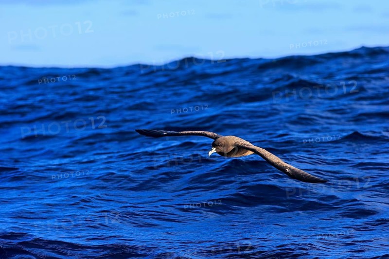 White-chinned Petrel or Cape Hen (Procellaria aequinoctialis)