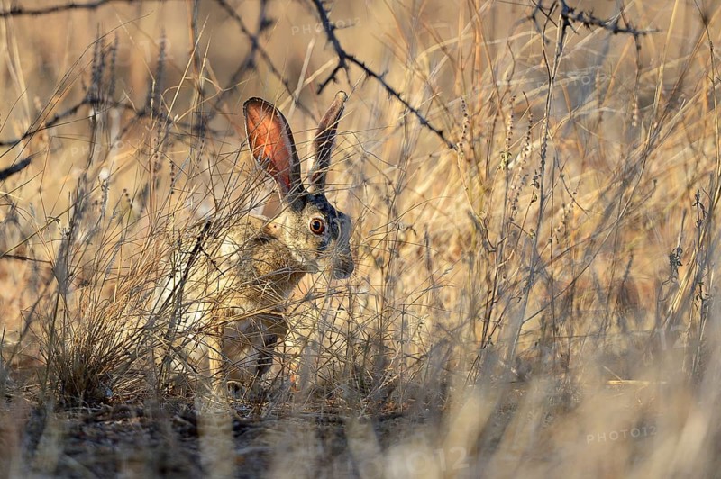 Scrub Hare (Lepus saxatilis)