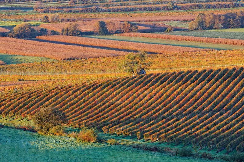 Vineyards in autumn