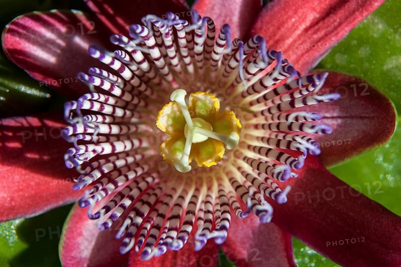 Passionflower (Passiflora)