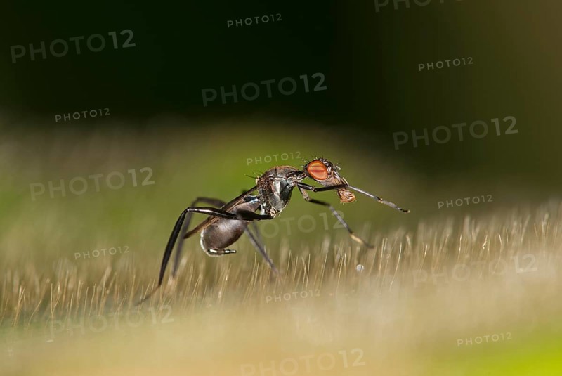 Tropical Stilt Fly (Micropezidae) mimicing an ant as protection from predators