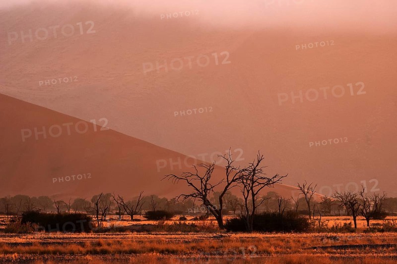 Dead Camel thorn trees (Vachellia erioloba)