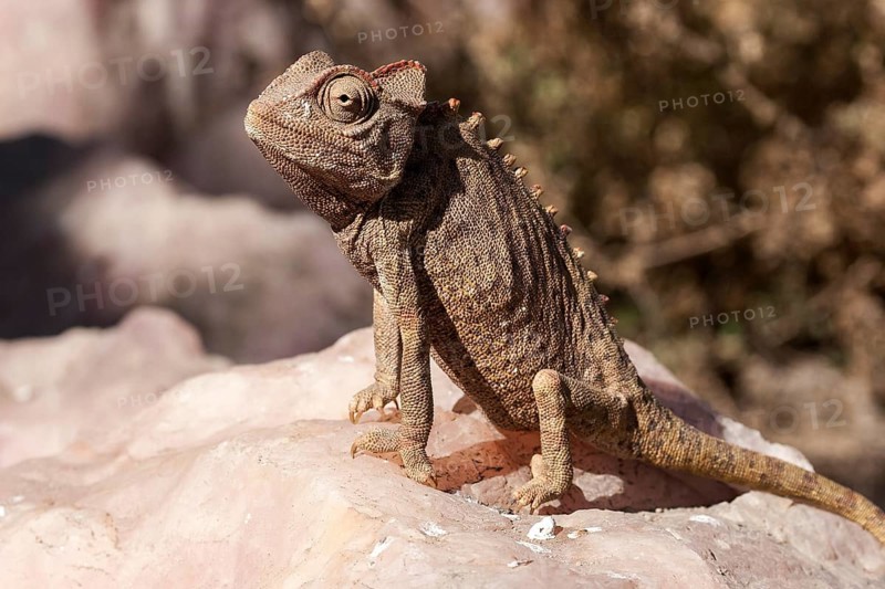 Namaqua Chameleon (Chamaeleo namaquensis) near Swakopmund