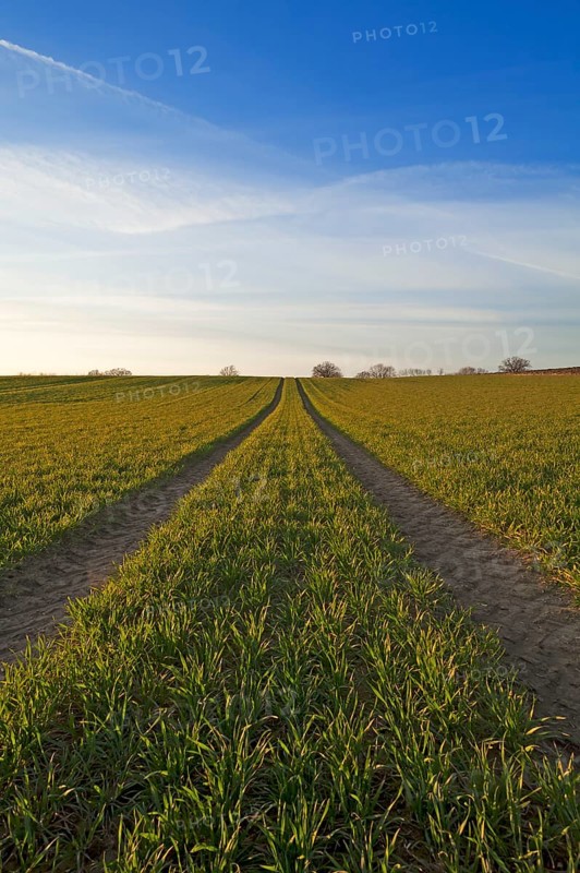 Sprouting field of Wheat (Triticum aestivum) with tracks