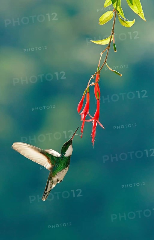 White-throated hummingbird (Leucochloris albicollis) drinking nectar at a flower