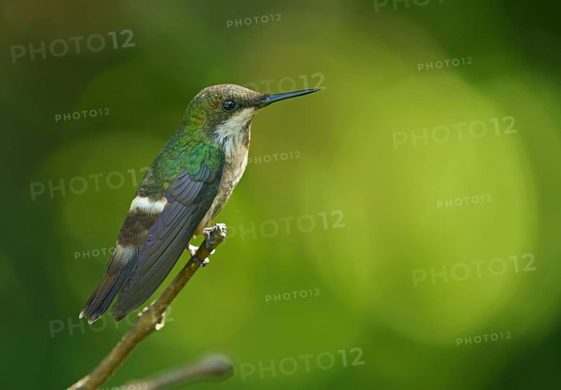 Festive coquette (Lophornis chalybeus) on branch