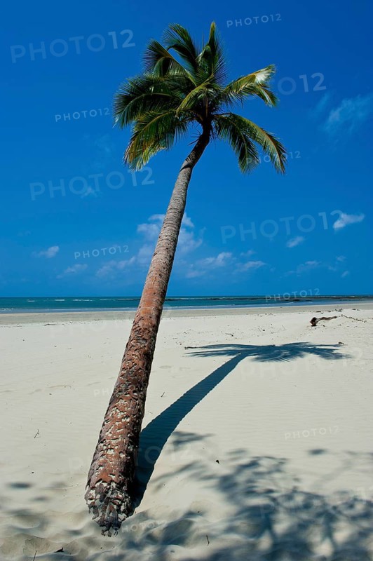 Palm tree