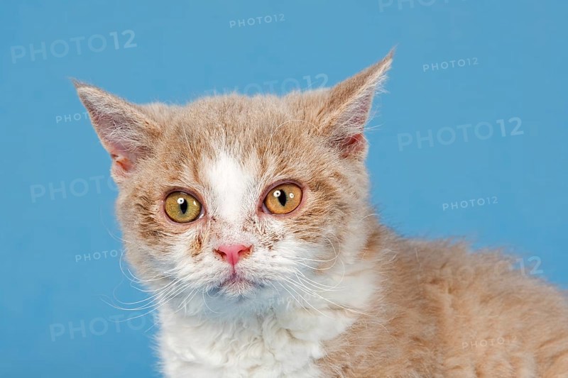 Selkirk Rex kitten