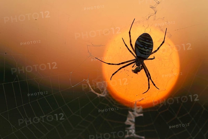 Wasp Spider (Argiope bruennichi) on a spider's web