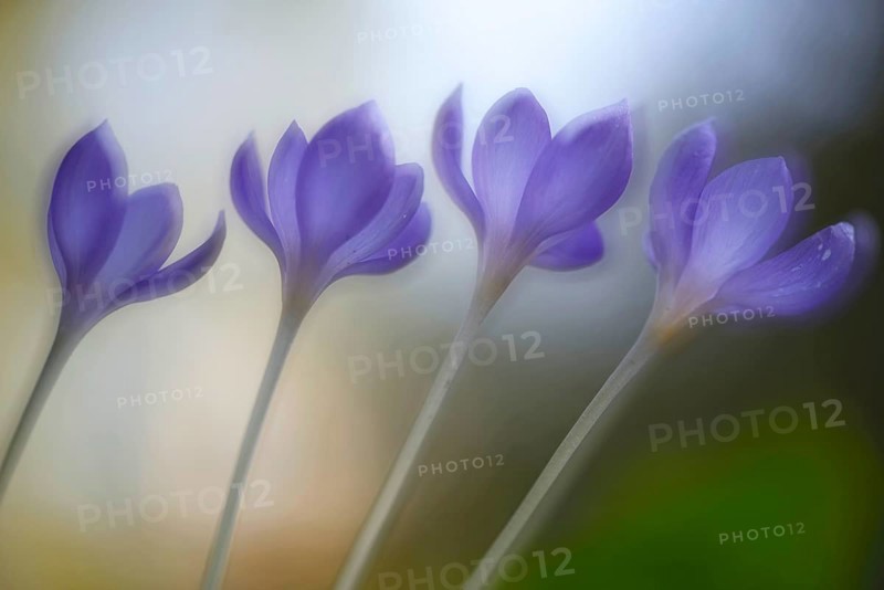 Autumn Crocus (Crocus speciosus)