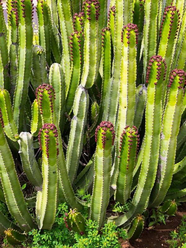Canary Island Spurge (Euphorbia canariensis)