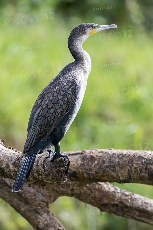 White-breasted Cormorant (Phalacrocorax carbo lucidus)