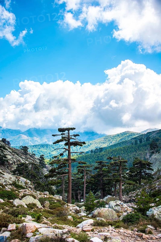 Pine forest in the mountains