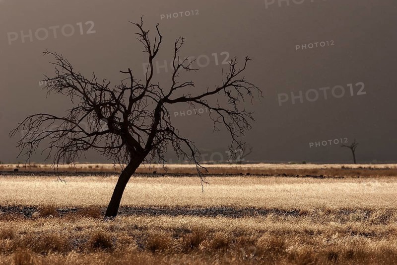Dead Camel thorn tree (Vachellia erioloba)