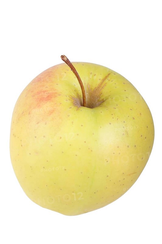 Apple variety Golden Delicious