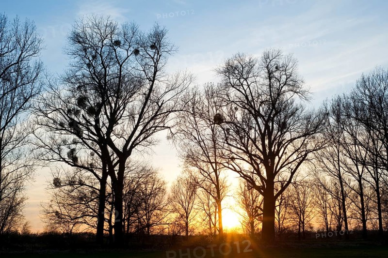 Sunset behind Poplar trees (Populus spp.) with mistletoe