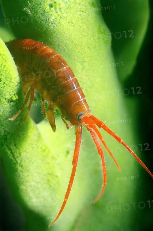 Gammarid (Eulimnogammarus violaceus)