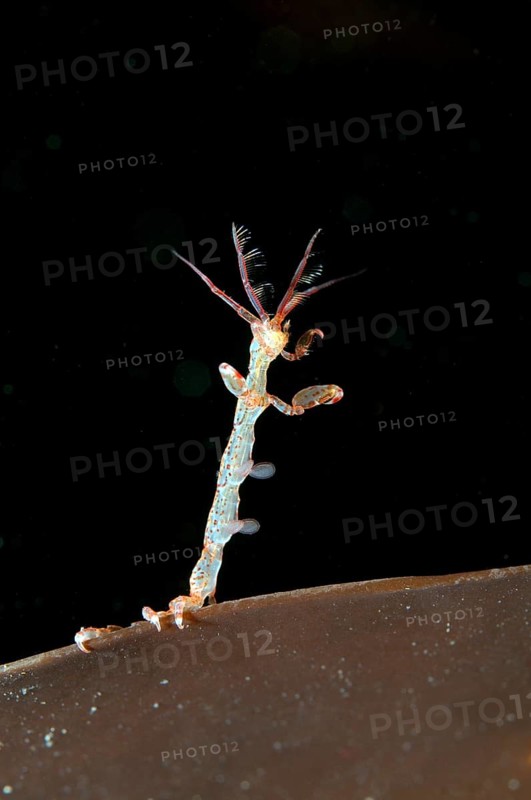 Ghost Shrimp (Caprella linearis)