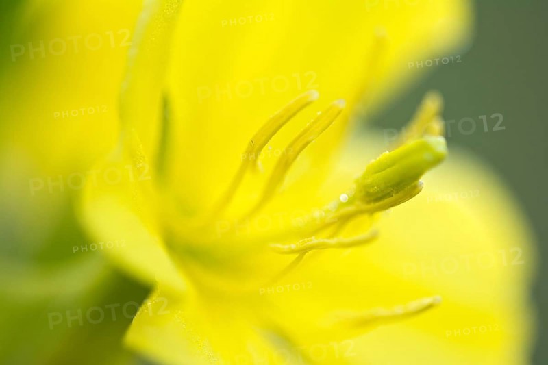 Common evening primrose (Oenothera biennis)